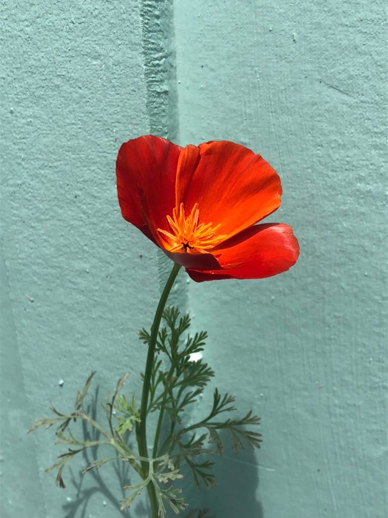 Jealousy, a Love Triangle, & The Tall Poppy Syndrome
